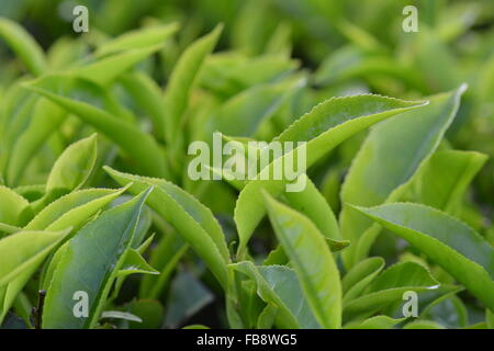 Teeplantage in Munnar, Süd-Indien Stockfoto