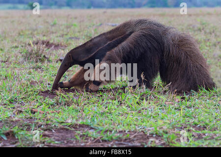 Gigantische Ameisenbär (Myrmecophaga Tridactyla) auf Nahrungssuche und Fütterung in Termite Mound, Mato Grosso, Brasilien Stockfoto