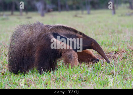 Gigantische Ameisenbär (Myrmecophaga Tridactyla) auf Nahrungssuche und Fütterung in Termite Mound, Mato Grosso, Brasilien Stockfoto