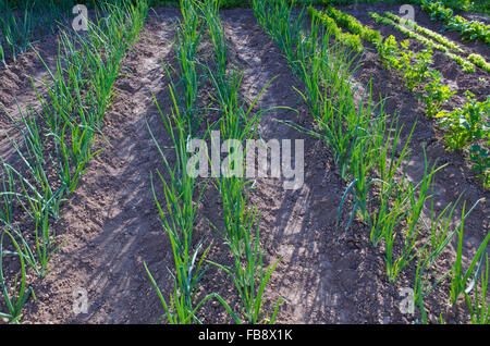 Zwiebeln und Sellerie wachsen in Gemüse Garten auf sonnigen Sommermorgen Stockfoto