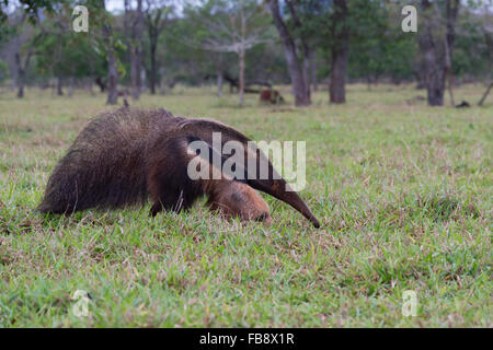 Großer Ameisenbär (Myrmecophaga Tridactyla), Mato Grosso, Brasilien Stockfoto