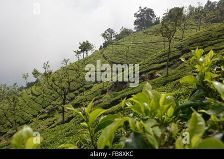 Teeplantage in Munnar, Süd-Indien Stockfoto