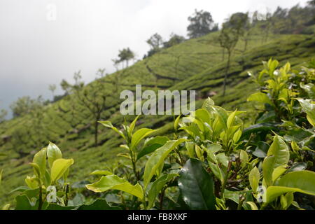 Teeplantage in Munnar, Süd-Indien Stockfoto