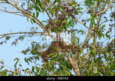 Weibliche schwarze Brüllaffen (Alouatta Caraya), Pantanal, Mato Grosso, Brasilien Stockfoto