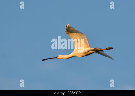 Eurasische Löffler im Flug Stockfoto