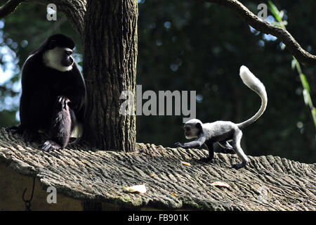 Singapur. 12. Januar 2016. Ein Baby östlichen schwarzen & weißen Colobus Affen (R) bleibt in der Nähe seiner Mutter im Zoo von Singapur am 12. Januar 2016. Die Tiere unter der Obhut des Wildlife Reserve Singapur (WRS) gebar über 700 Babys im Jahr 2015. Bildnachweis: Dann Chih Wey/Xinhua/Alamy Live News Stockfoto