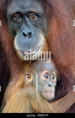 Singapur. 12. Januar 2016. Ein Baby Sumatra Orang-Utan hält sich an seine Mutter fest im Zoo von Singapur am 12. Januar 2016. Die Tiere unter der Obhut des Wildlife Reserve Singapur (WRS) gebar über 700 Babys im Jahr 2015. Bildnachweis: Dann Chih Wey/Xinhua/Alamy Live News Stockfoto