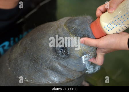 Singapur. 12. Januar 2016. Eine Baby-Seekuh erhält von seinen Haltern am Singapur River Safari am 12. Januar 2016 Flasche. Die Tiere unter der Obhut des Wildlife Reserve Singapur (WRS) gebar über 700 Babys im Jahr 2015. Bildnachweis: Dann Chih Wey/Xinhua/Alamy Live News Stockfoto