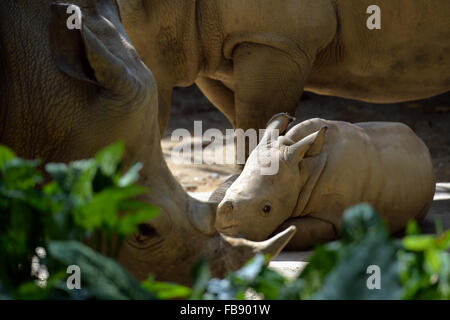 Singapur. 12. Januar 2016. Ein Baby weiße Nashorn beobachtet seine Umgebung im Zoo von Singapur am 12. Januar 2016. Die Tiere unter der Obhut des Wildlife Reserve Singapur (WRS) gebar über 700 Babys im Jahr 2015. Bildnachweis: Dann Chih Wey/Xinhua/Alamy Live News Stockfoto