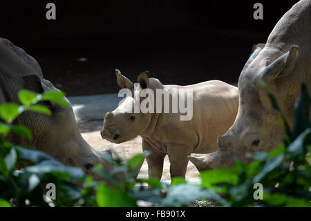 Singapur. 12. Januar 2016. Ein Baby weiße Nashorn beobachtet seine Umgebung im Zoo von Singapur am 12. Januar 2016. Die Tiere unter der Obhut des Wildlife Reserve Singapur (WRS) gebar über 700 Babys im Jahr 2015. Bildnachweis: Dann Chih Wey/Xinhua/Alamy Live News Stockfoto