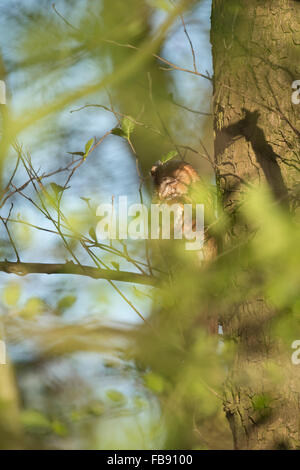 Waldkauz (Strix Aluco) schläft über den Tag hoch oben in einem Baum, gut versteckt zwischen grünen Blättern, gut getarnt (Deutschland). Stockfoto
