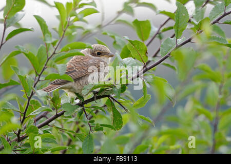 Der Neuntöter junge / Neuntoeter (Lanius Collurio) Häute, thront in einem Busch Blackthorn Essen warten. Stockfoto