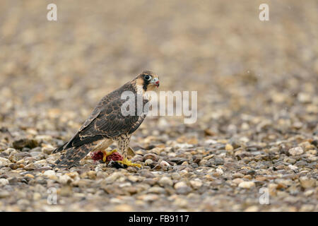 Wanderfalke / Wanderfalke (Falco Peregrinus) sitzt auf einem geschotterten Dach über ein industrielles bauen, Fütterung eine Taube. Stockfoto