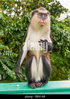 Affe mit Banane auf der Insel Grenada Stockfoto