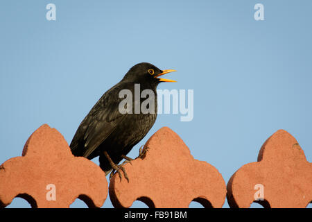 Männliche Amsel (Turdus Merula) von einem Dach singen. Stockfoto