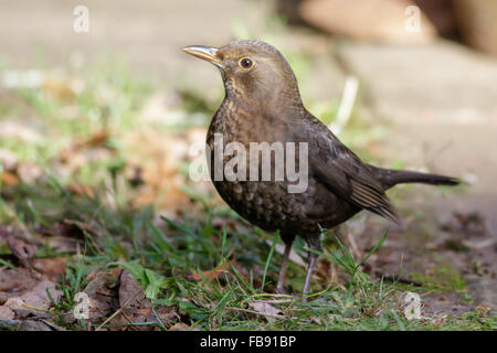 Weibliche Amsel (Turdus Merula) in einem Garten. Stockfoto