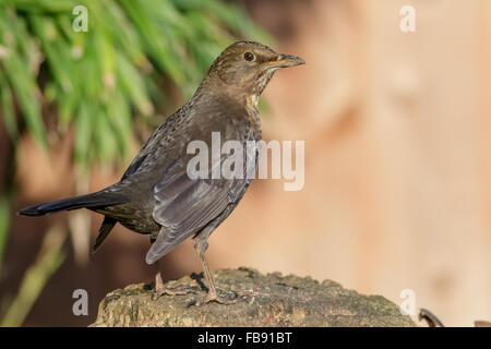 Weibliche Amsel (Turdus Merula) stehend auf einem Baumstumpf. Stockfoto