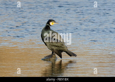 Kormoran (Phalacrocorax Carbo) auf einem Felsen in einem See. Stockfoto