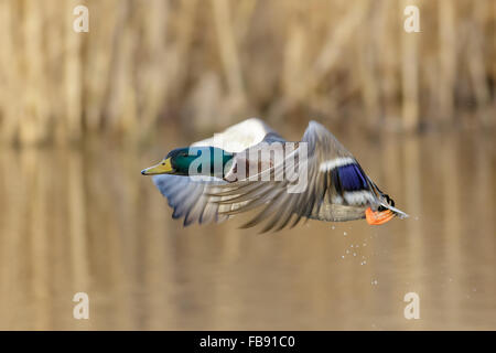 Männliche Stockente (Anas Platyrhynchos) ausziehen aus einem Feuchtgebiet Schilfbeetes. Stockfoto