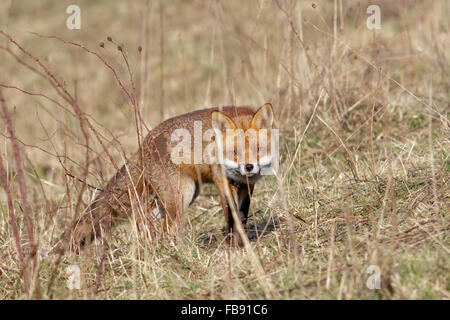 Rotfuchs (Vulpes Vulpes) schleicht herum, am Ufer ein Sumpfgebiet. Stockfoto