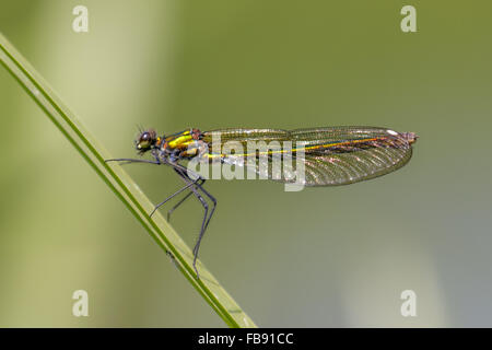 Weibliche Banded Prachtlibelle (Calopteryx Splendens) thront auf einem Rohr. Stockfoto