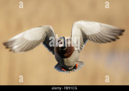 Männliche Stockente (Anas Platyrhynchos) braucht, um die Luft während des Anrufs. Stockfoto