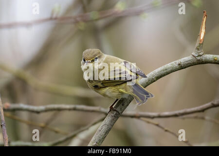 Gemeinsamen Zilpzalp (Phylloscopus Collybita) thront auf einem Ast. Stockfoto
