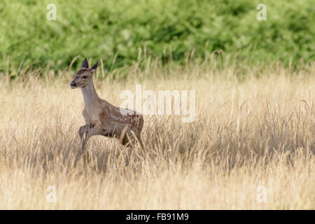 Red Deer jungen Kalb (Cervus Elaphus) durch den langen Rasen laufen. Stockfoto