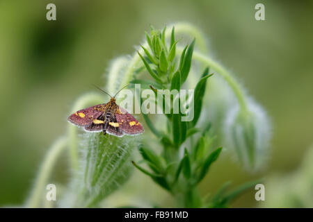 Minze-Motte (Pyrausta Aurata) auf eine Borretsch Pflanze. Stockfoto