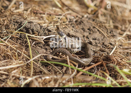 Ringelnatter (Natrix Natrix) zusammengerollt auf trockenem Boden struppig. Stockfoto