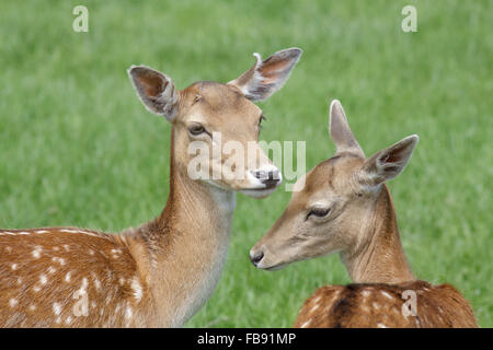 Nahaufnahme eines Paares von fleckigen Damhirsch (Dama Dama) im Park im Sommer. Stockfoto