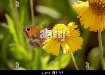 Gatekeeper Schmetterling (Pyronia Tithonus) thront auf ein Gänseblümchen. Stockfoto