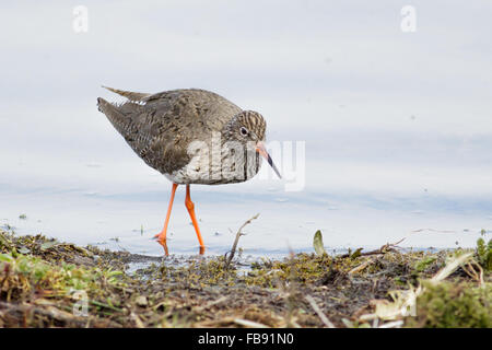 Gemeinsamen Rotschenkel (Tringa Totanus) auf Nahrungssuche an der Küste. Stockfoto