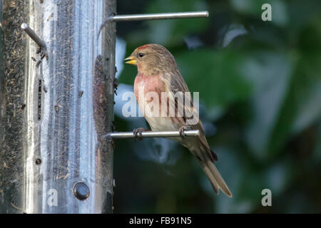 Geringerer Redpoll (Acanthis Cabaret) unter Ausnutzung der Winter Niger Samen Zubringer. Stockfoto