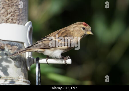 Geringerer Redpoll (Acanthis Cabaret) unter Ausnutzung der ein Vogelhaus Winter. Stockfoto