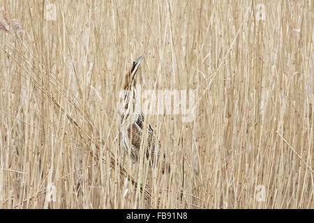 Rohrdommel (Botaurus Stellaris) mischen, unter einer dicken Schilfbeetes. Stockfoto