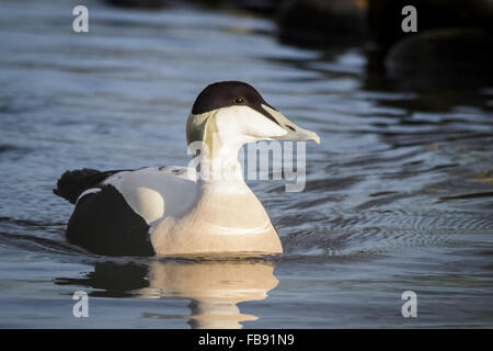 Männliche gemeinsame Eiderenten (Somateria Mollissima) in voller Zucht Gefieder. Stockfoto