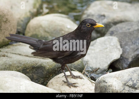 Männliche Amsel (Turdus Merula) auf einem Felsen stehend. Stockfoto