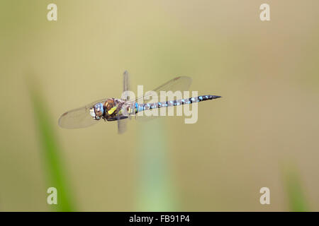 Profil von einem männlichen Migranten Hawker (Aeshna Mixta) im Flug. Stockfoto