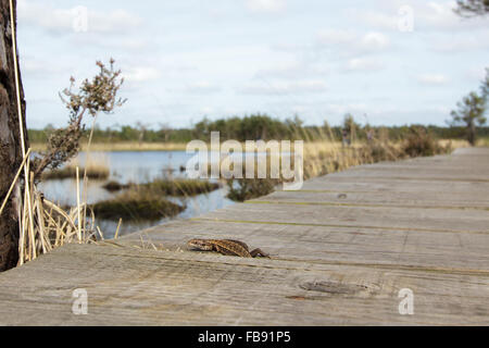 Gemeinen Eidechse (Zootoca Vivipara) unter einer Heide Promenade herausrutschen. Stockfoto