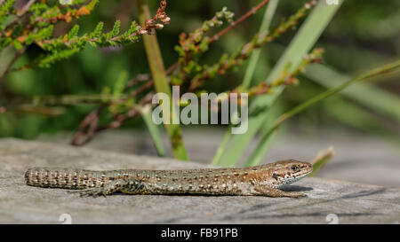 Gemeinen Eidechse (Zootoca Vivipara) mit einem fehlenden Schweif, Sonnenbaden auf der Promenade. Stockfoto