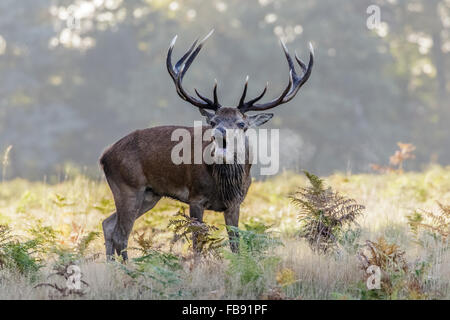 Rotwild Brunft Hirsch (Cervus Elaphus) hallten oder an einem kalten Morgen anrufen. Stockfoto