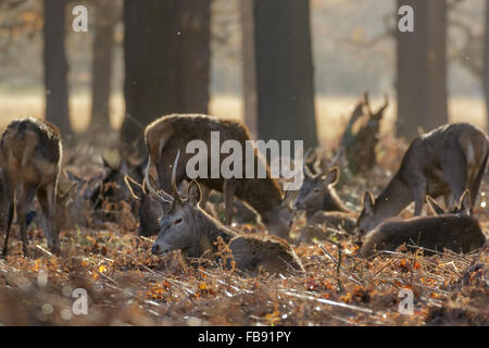 Herde von Rotwild (Cervys Elaphus) ruhen und Beweidung in einem Wald Wäldchen. Stockfoto