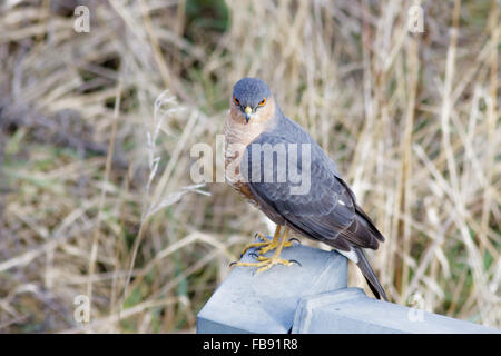 Männliche eurasischen Sperber (Accipiter Nisus) sitzt auf einem Zaun aus Eisen. Stockfoto