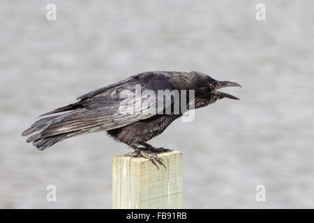 AAS-Krähe (Corvus Corone) aufrufen aus einem hölzernen Pfosten. Stockfoto