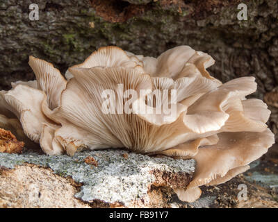 Austernpilz (Pleurotus Ostreatus) wächst auf einem umgestürzten Baum Baumstumpf. Stockfoto