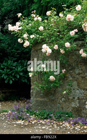 Blassrosa Kletterrosen auf alten Steinmauer im Garten Stockfoto