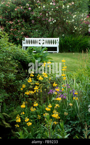 Gelbe Kandelaber Primeln und blauen Schwertlilien im Garten Grenze neben Liegewiese mit weiß lackierten Holzsitz Stockfoto