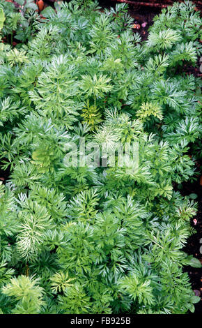 Nahaufnahme der gefiederten Blätter der Potentilla heisses, Silverweed Stockfoto