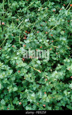 Nahaufnahme von einem schleichenden grüne Pflanze mit eine kleine rote Blume Stockfoto